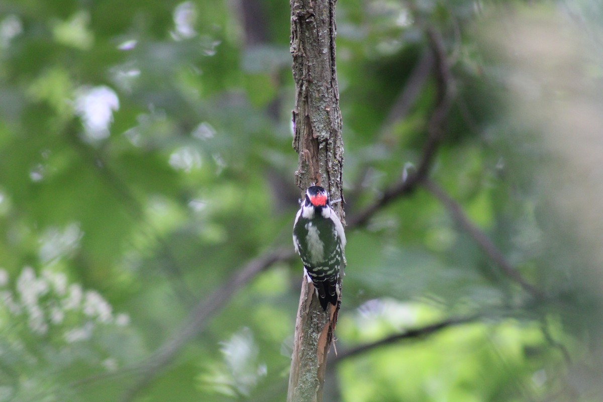 Downy Woodpecker - ML623717844