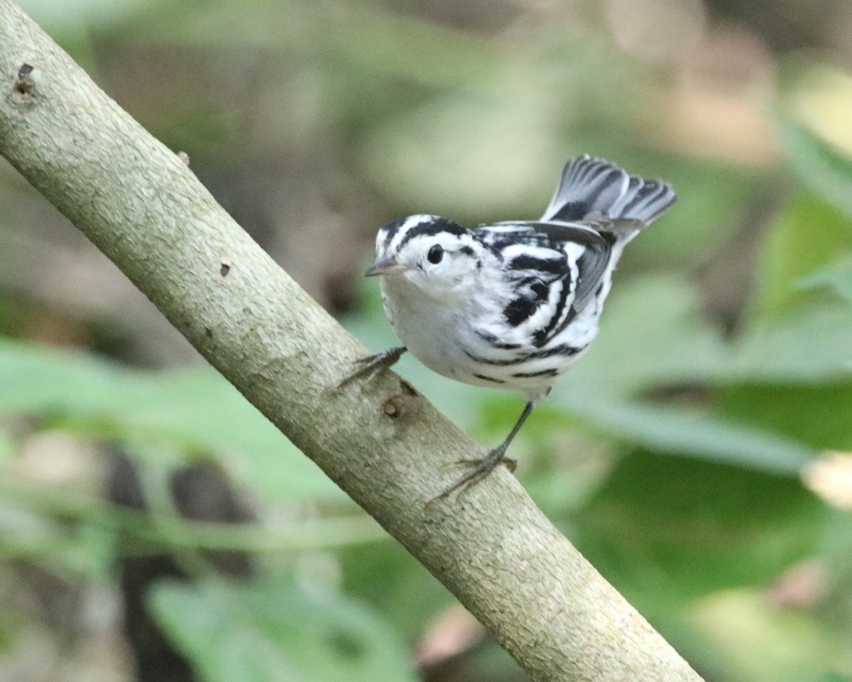 Black-and-white Warbler - ML623717856