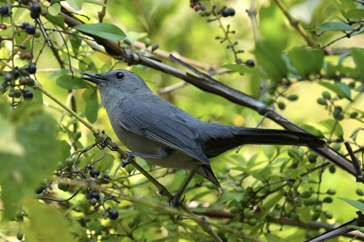 Gray Catbird - ML623717859