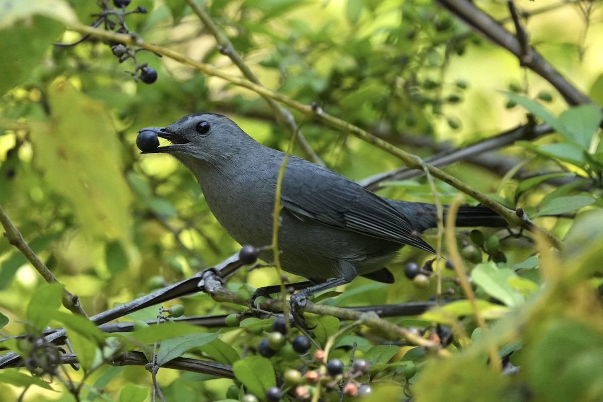 Gray Catbird - ML623717860