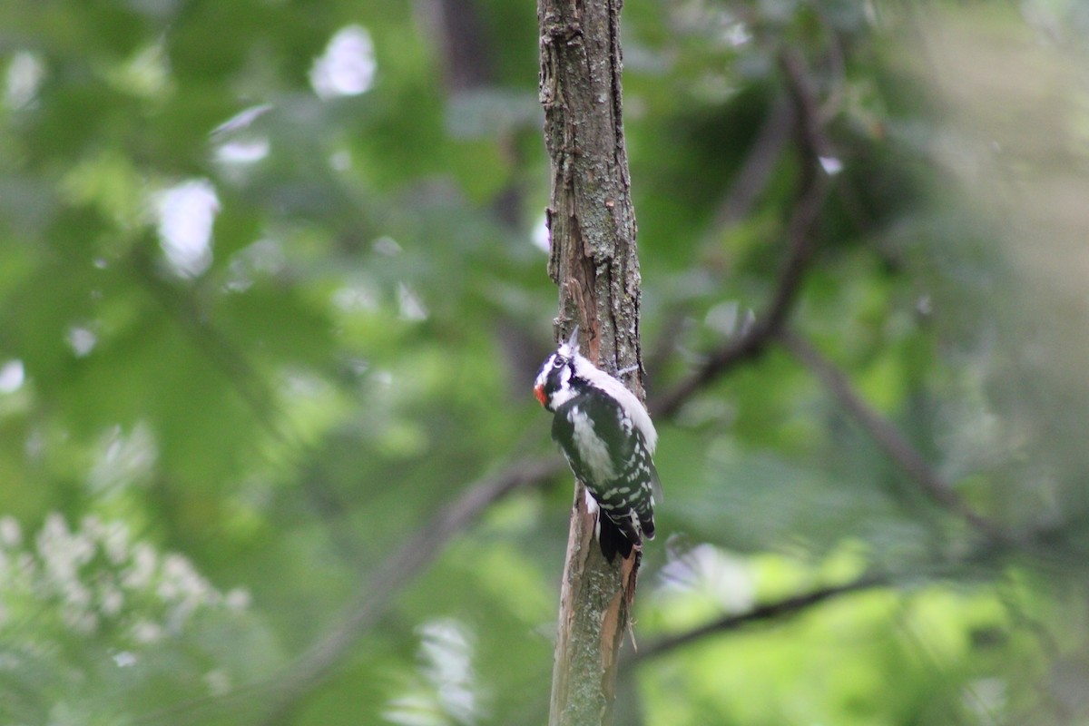 Downy Woodpecker - ML623717861