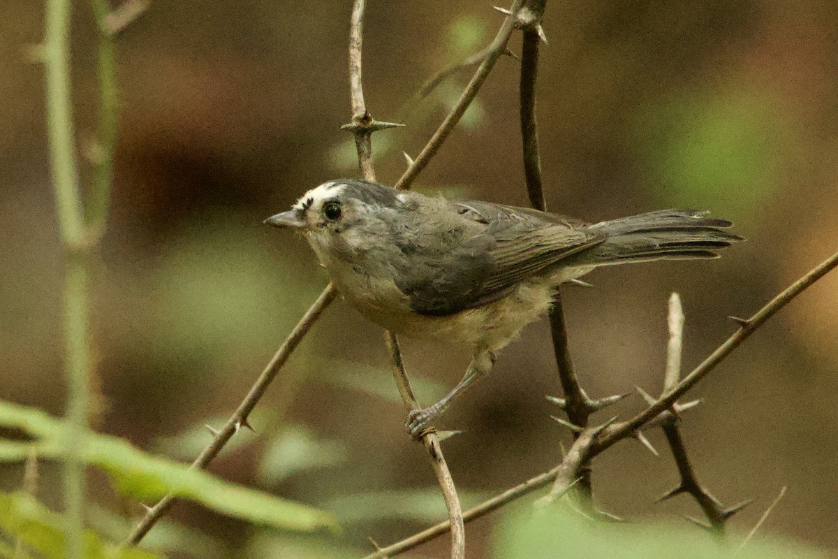 Tufted Titmouse - ML623717902
