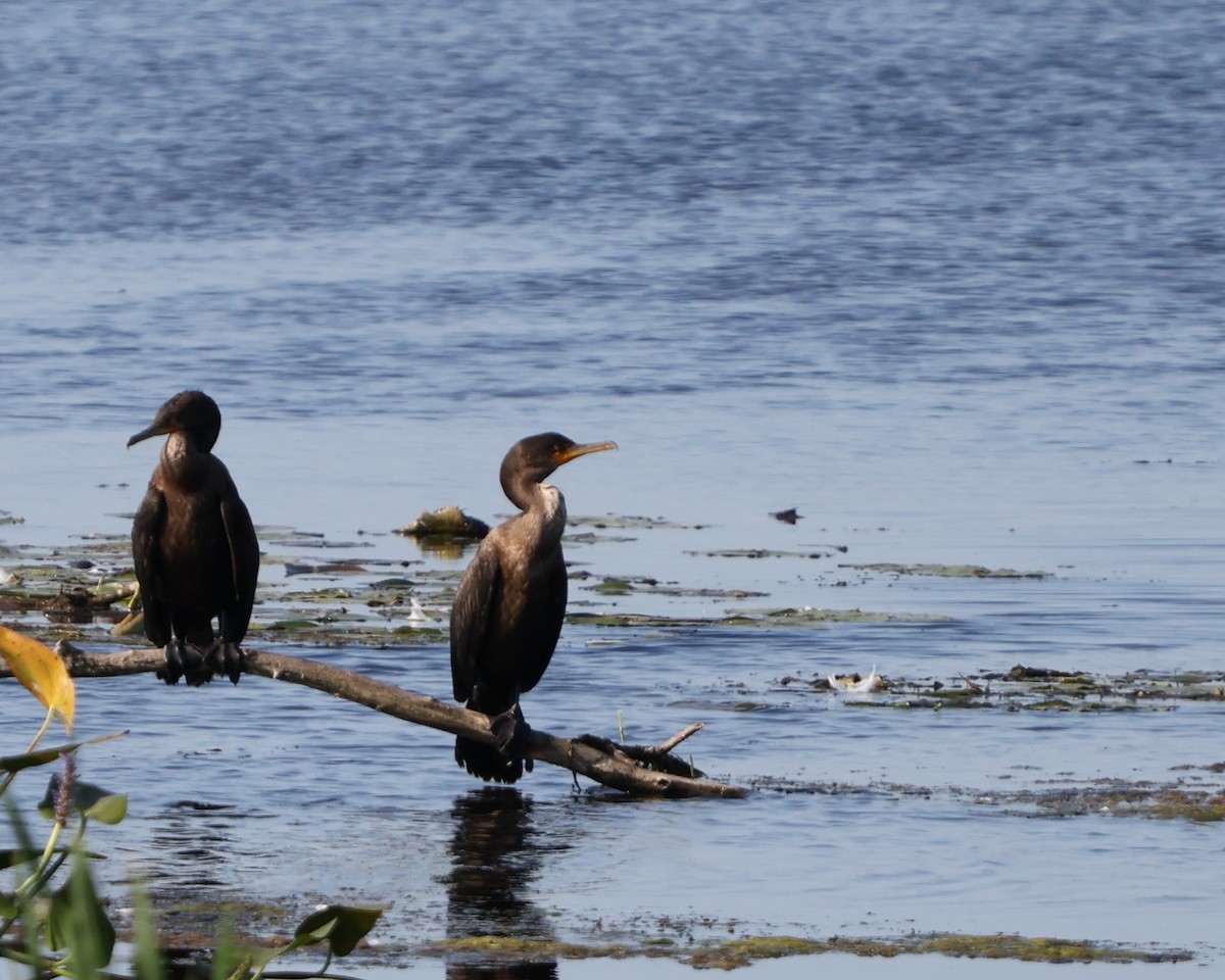 Double-crested Cormorant - ML623717923