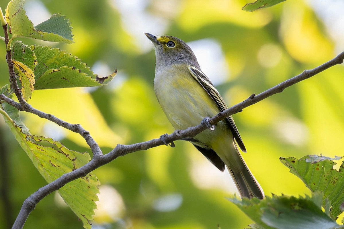 Ak Gözlü Vireo - ML623717960