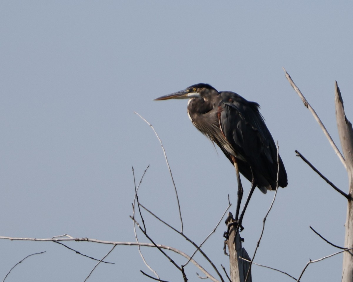 Great Blue Heron - ML623717969