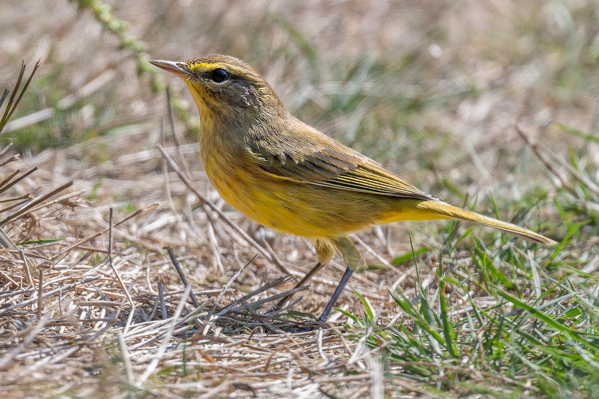 Palm Warbler - Dominic Ricci