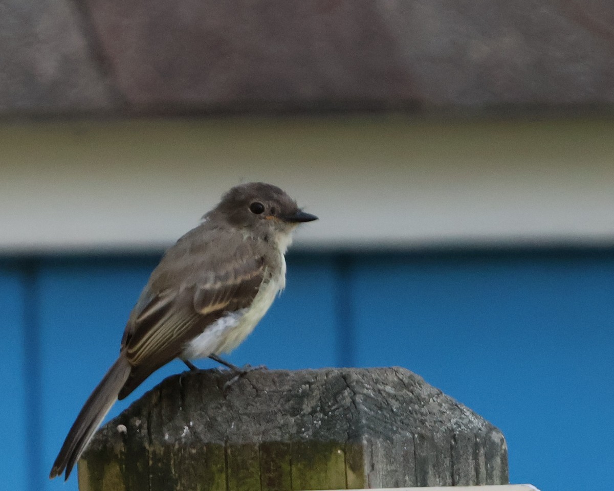 Eastern Phoebe - ML623717980