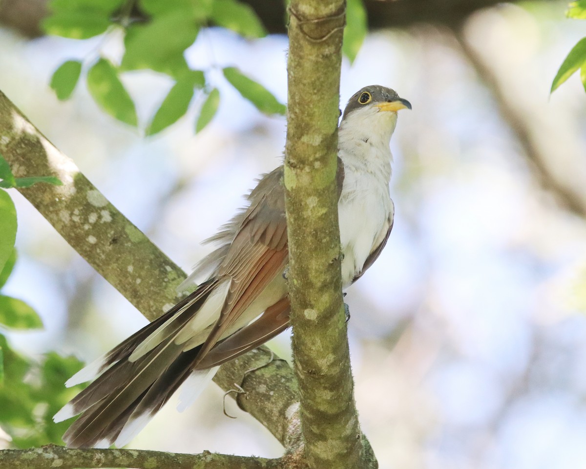 Yellow-billed Cuckoo - ML623717994