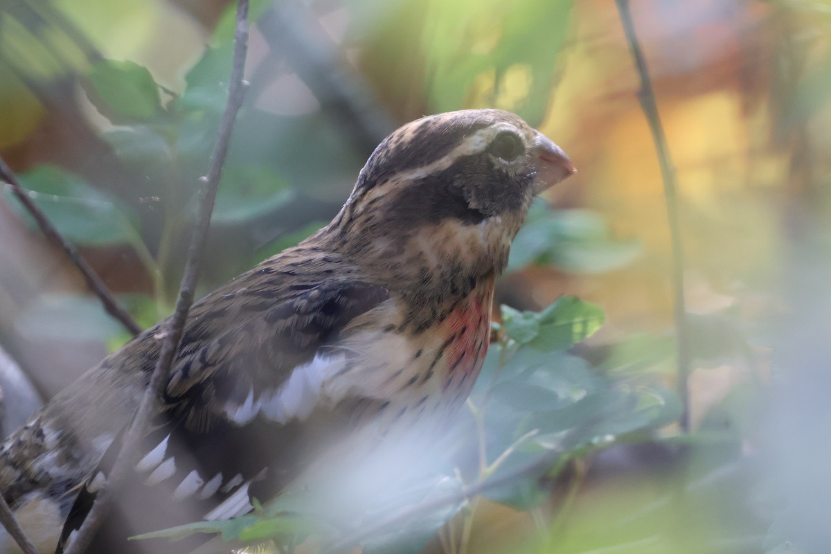 Rose-breasted Grosbeak - ML623718001