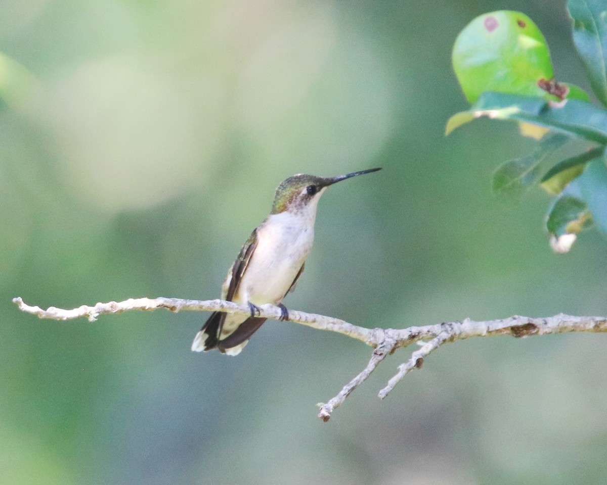 Ruby-throated Hummingbird - ML623718010