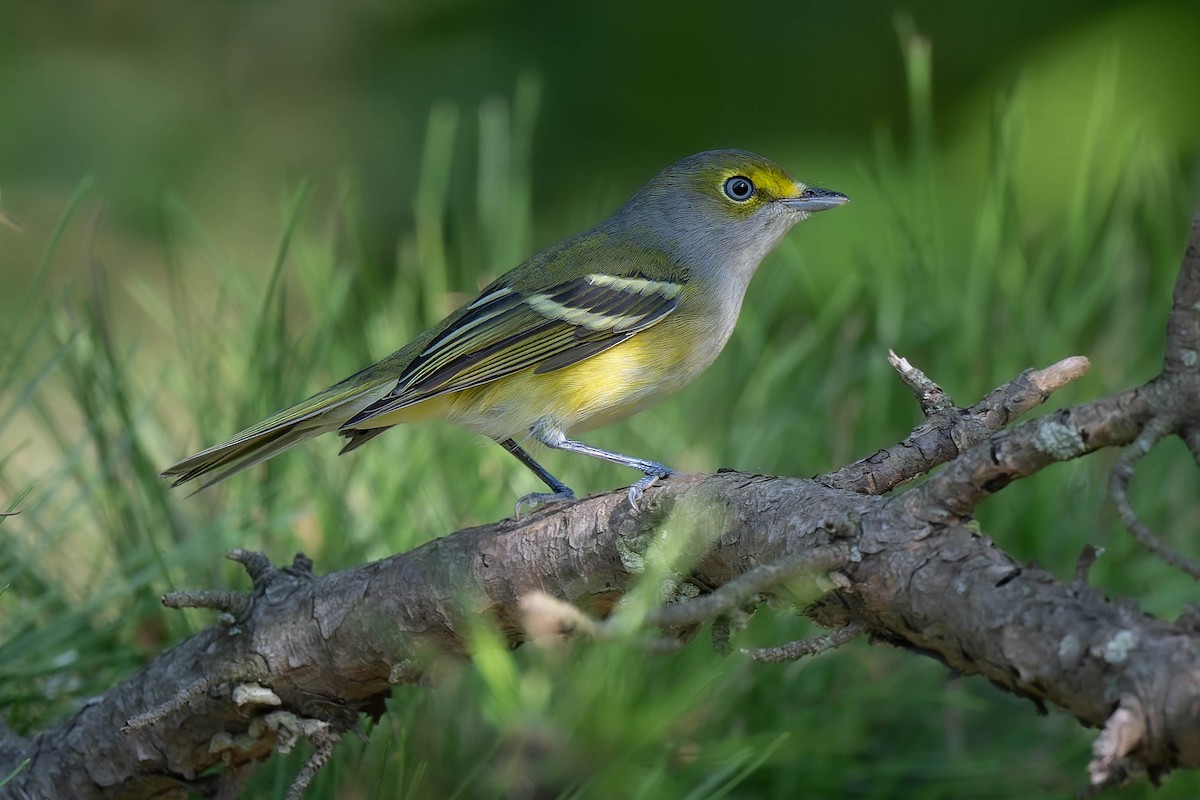 Ak Gözlü Vireo - ML623718011