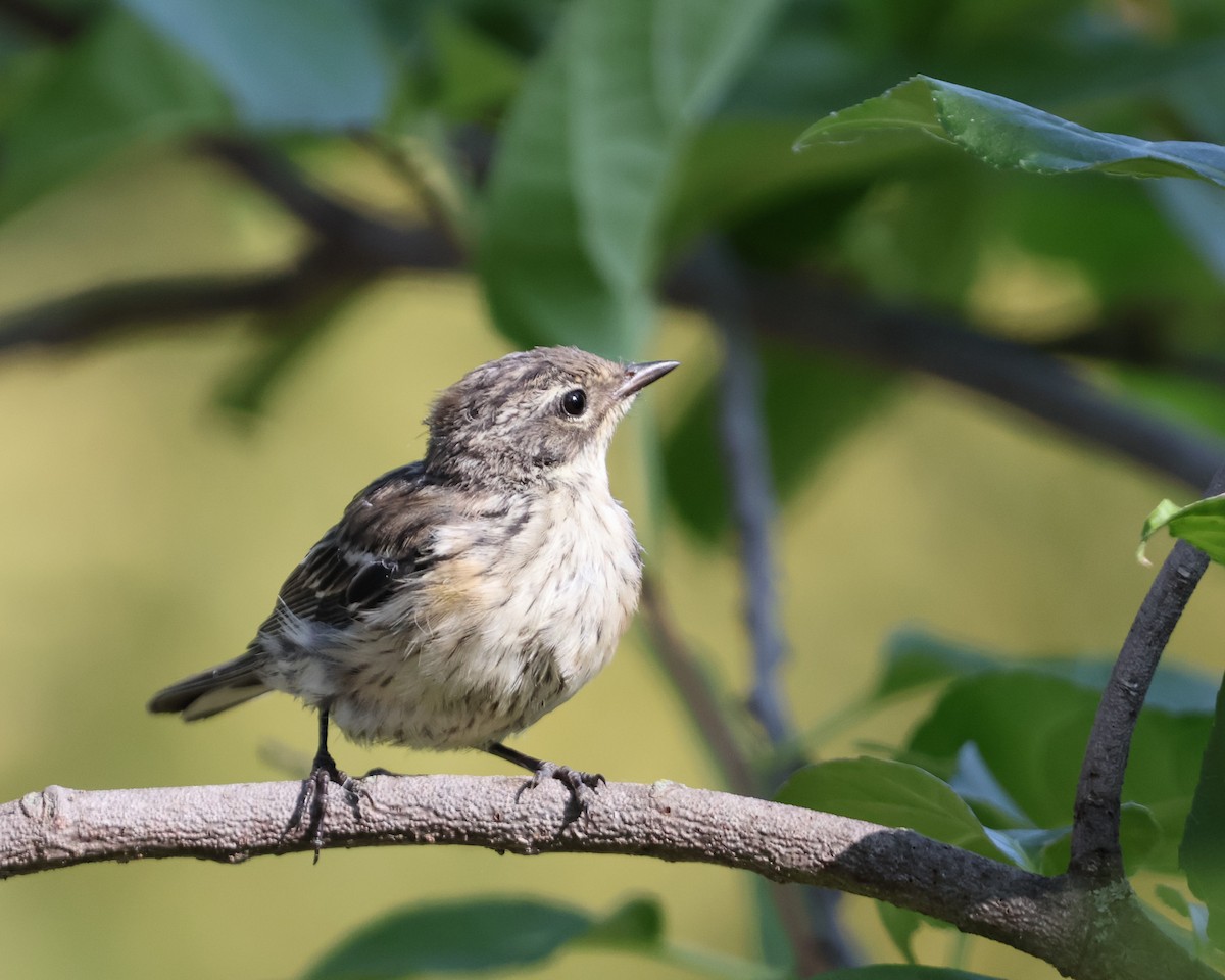 Yellow-rumped Warbler - ML623718028