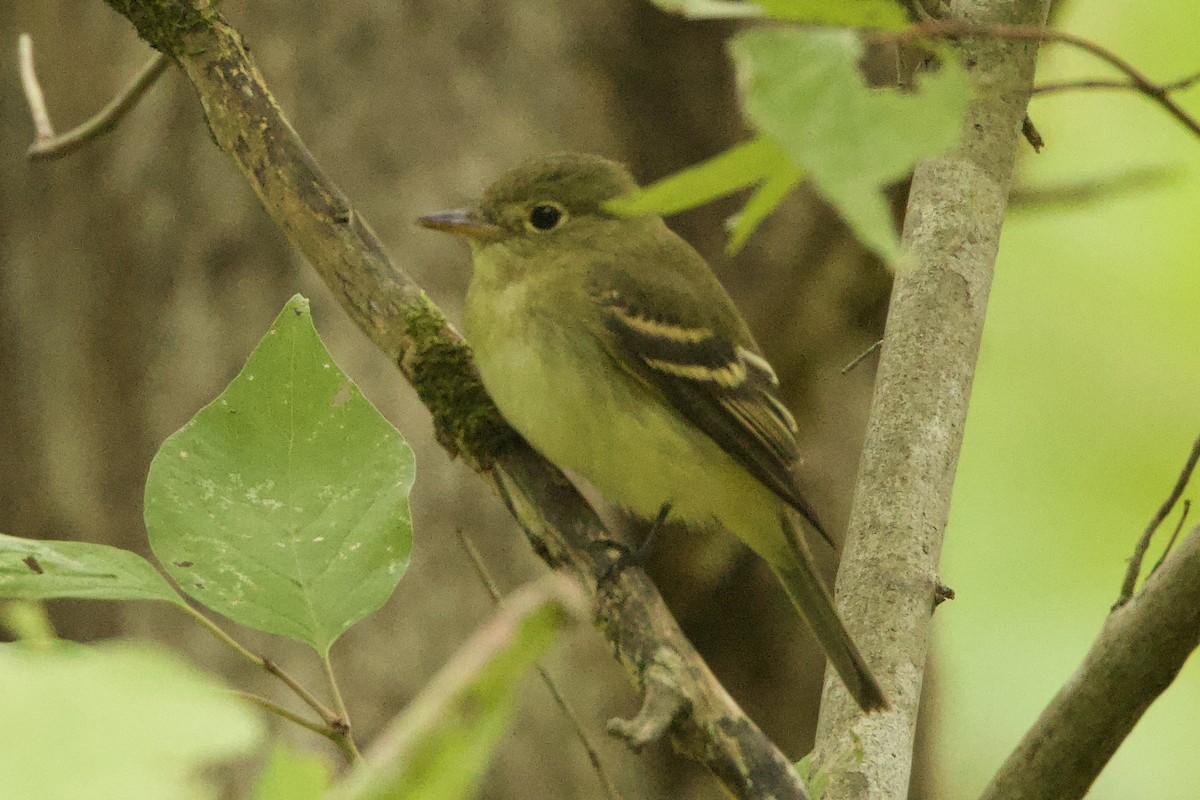 Empidonax sp. - Benjamin Dillard