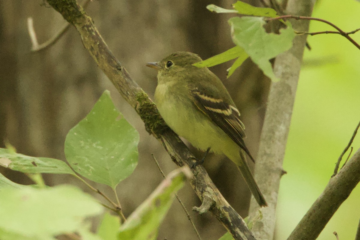 Empidonax sp. - ML623718031