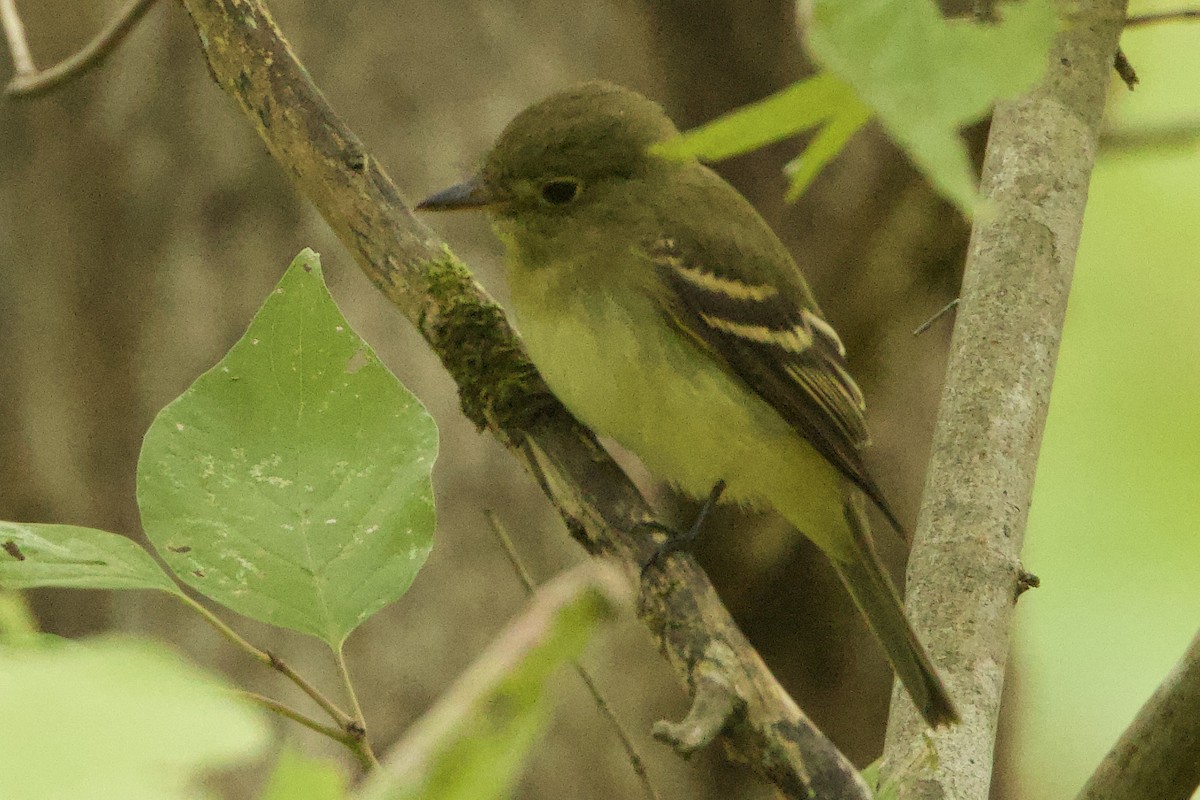 Empidonax sp. - ML623718034