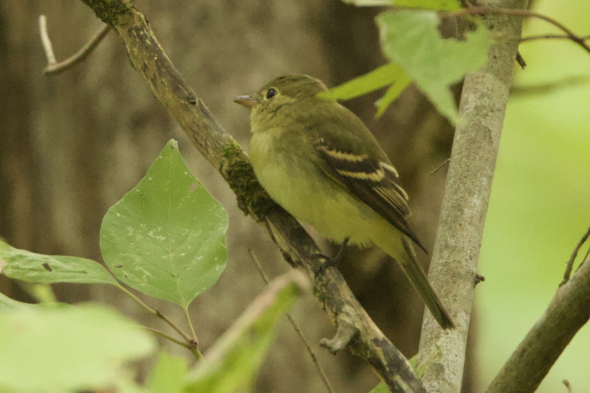 Empidonax sp. - ML623718035