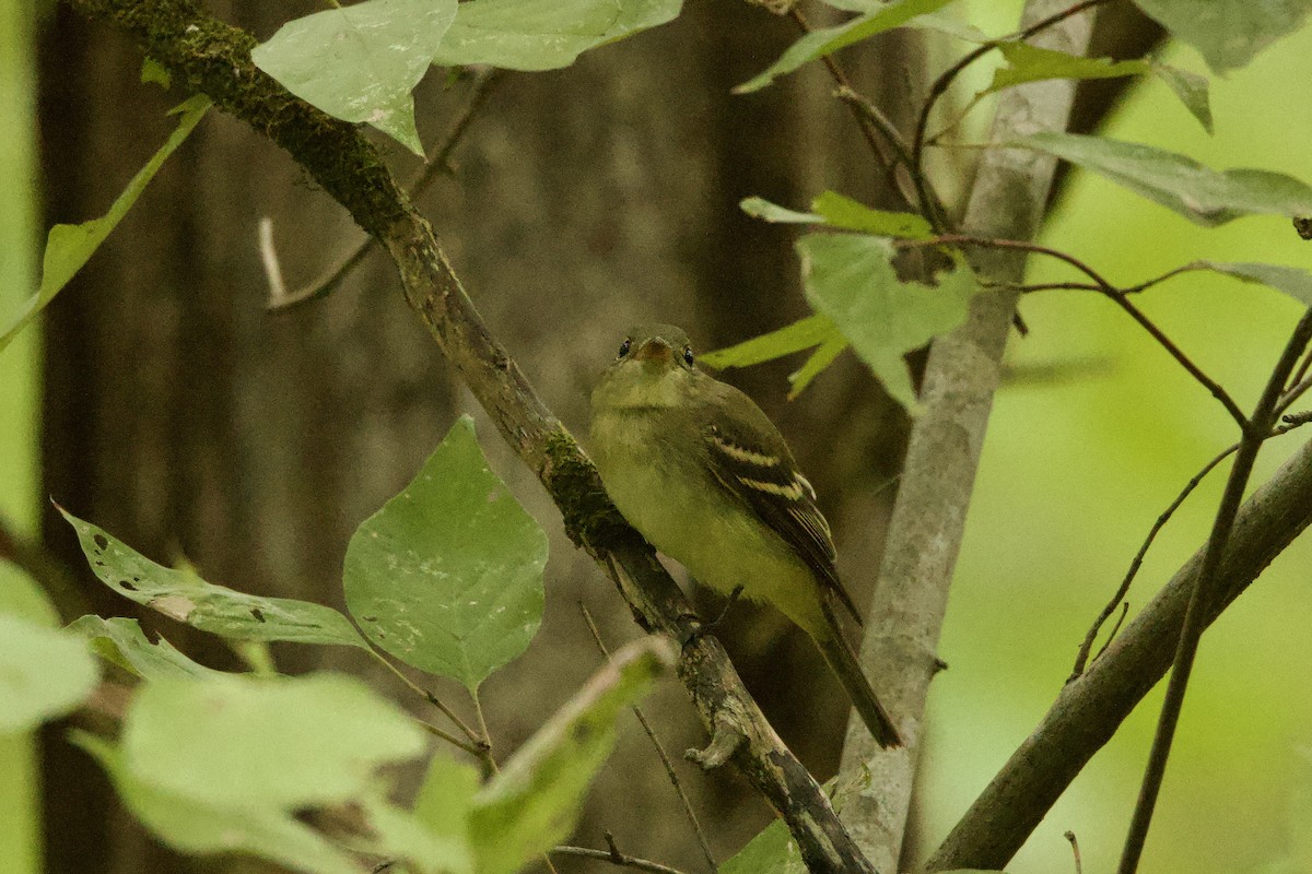 Empidonax sp. - ML623718036