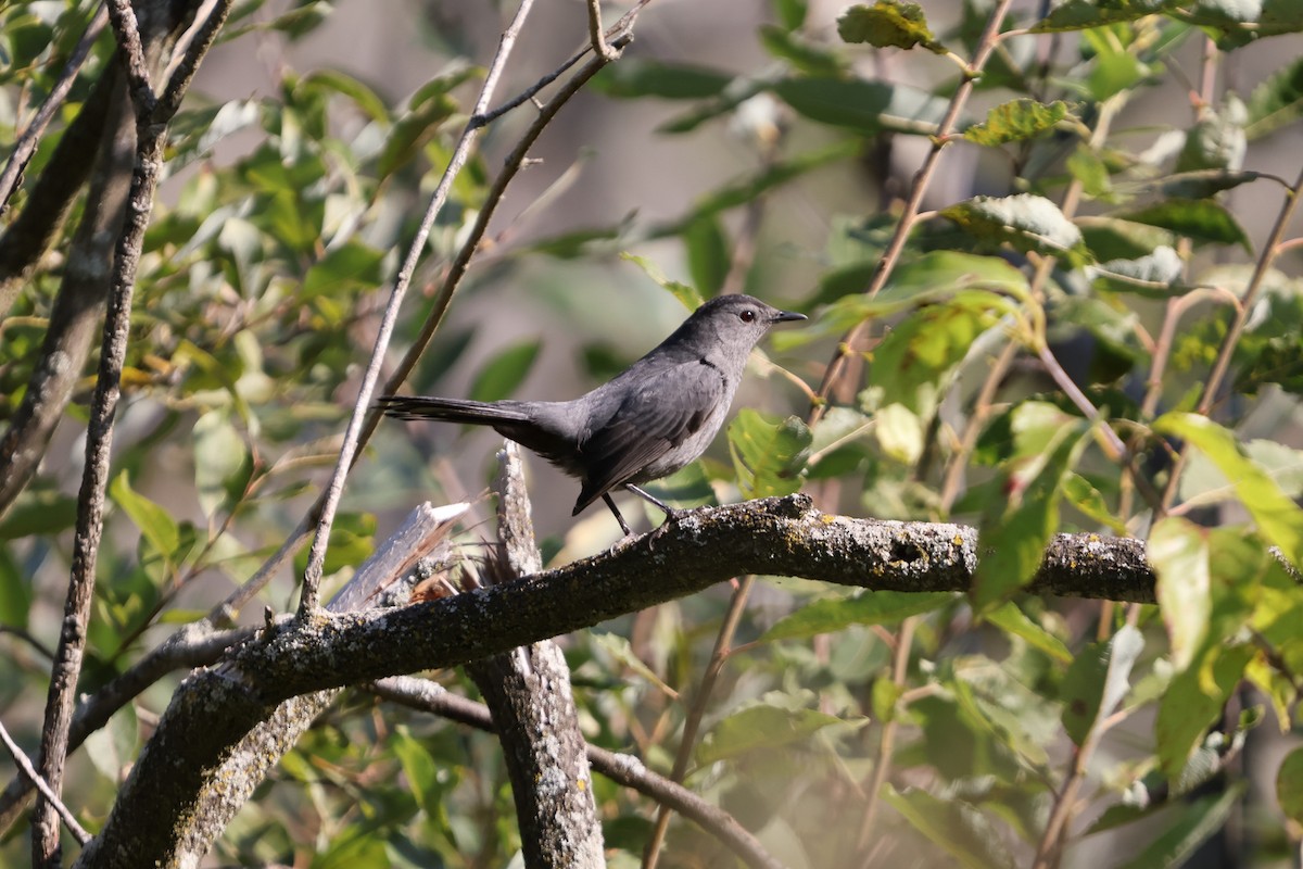 Gray Catbird - ML623718054