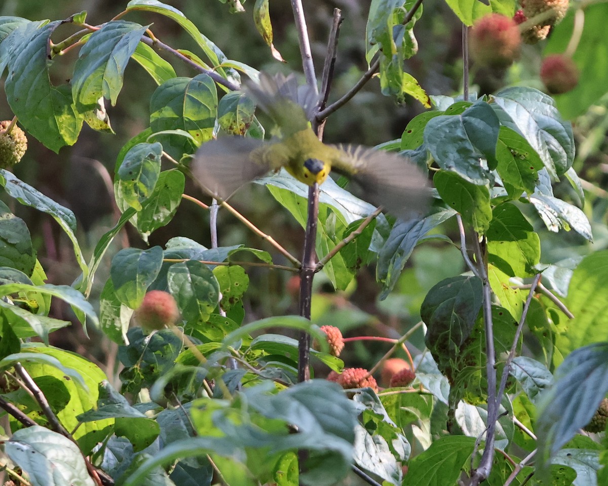 Wilson's Warbler - ML623718072