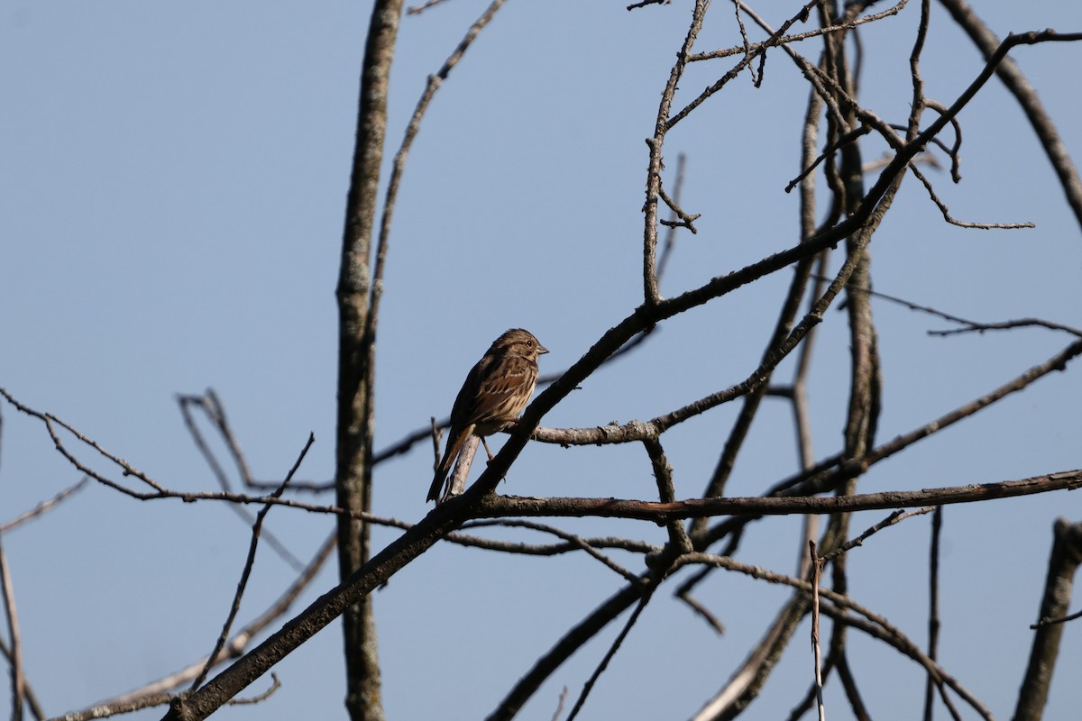 Song Sparrow - ML623718098