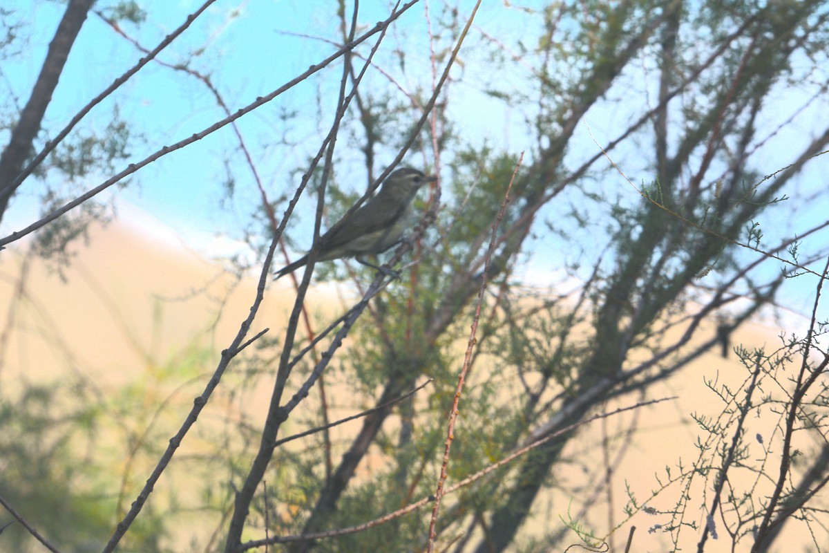 Warbling Vireo - ML623718128