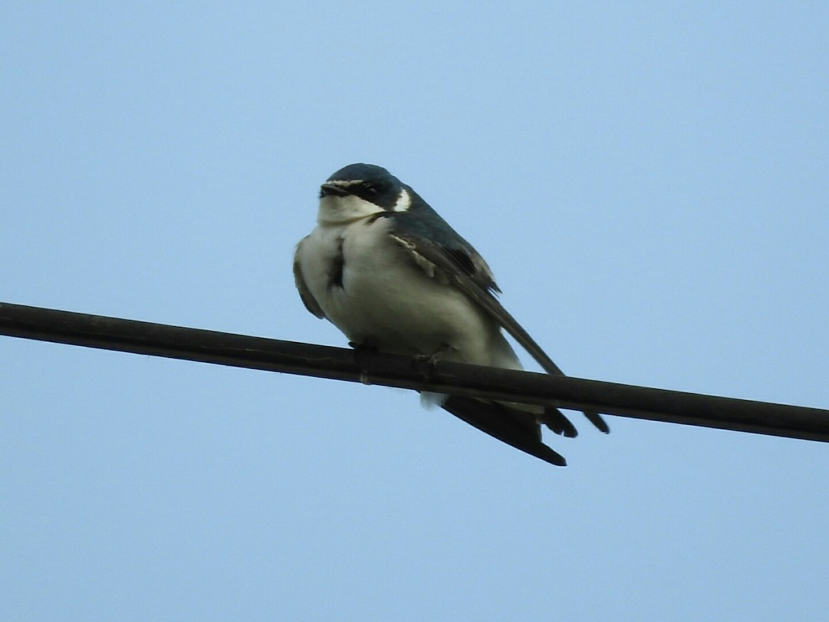 White-rumped Swallow - ML623718139