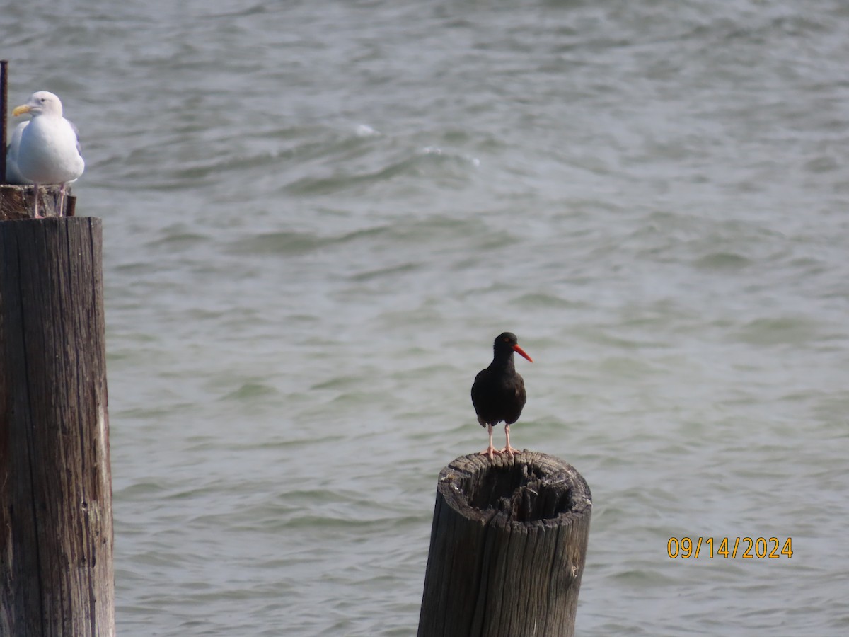 Black Oystercatcher - ML623718164
