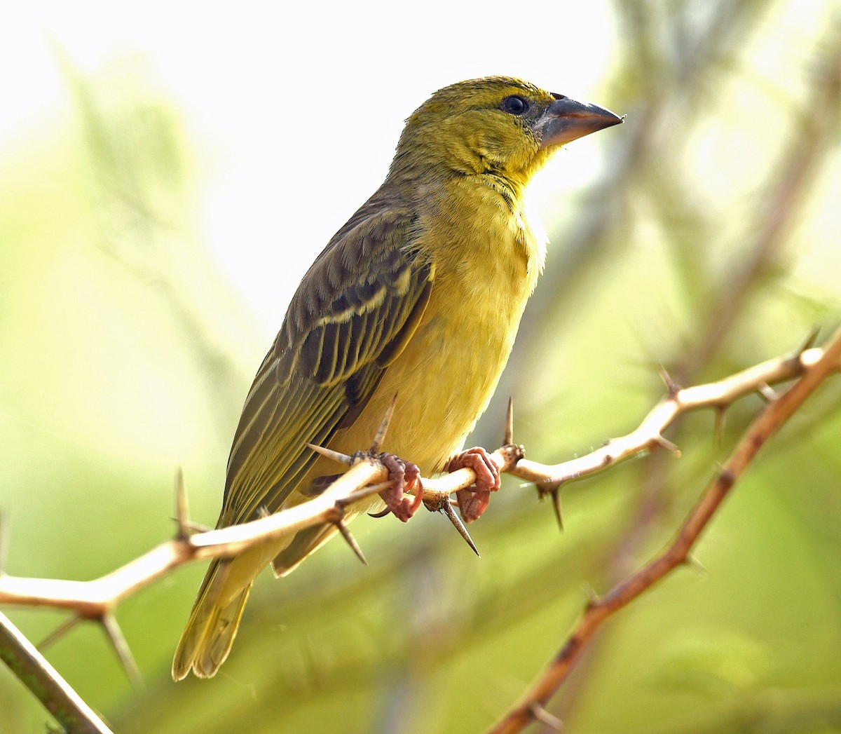 Golden-backed Weaver - ML623718170