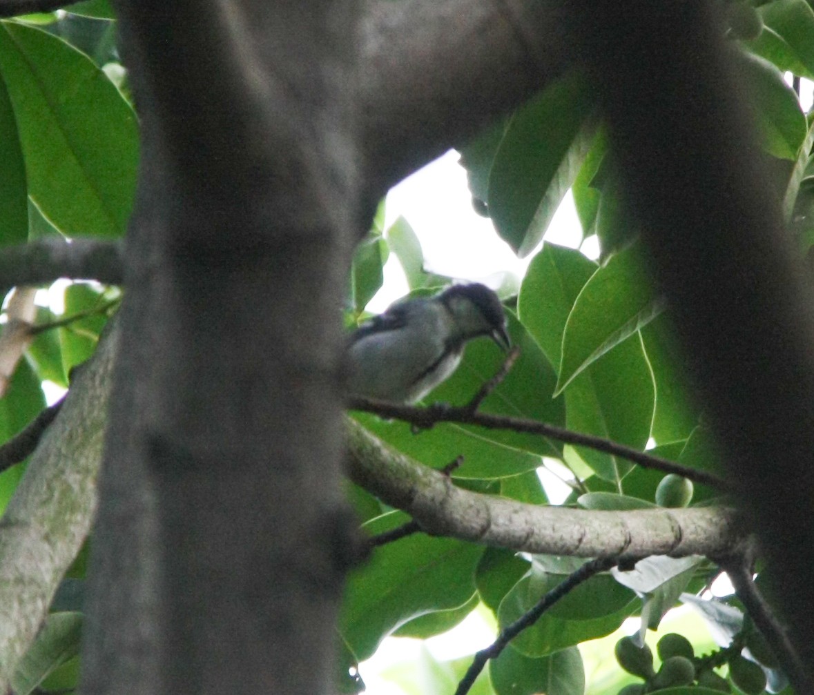 Japanese Tit - ML623718179