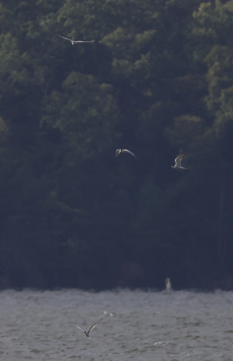 Common Tern - Tim Lenz