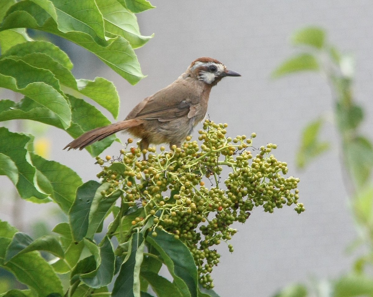Palyaço Gevezeardıcı - ML623718206