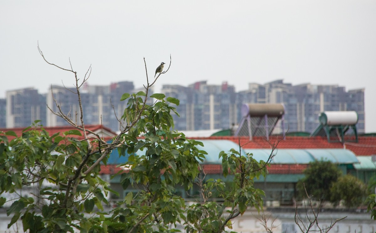 Çin Arapbülbülü - ML623718219