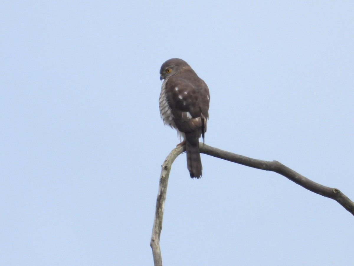 Frances's Sparrowhawk - ML623718236