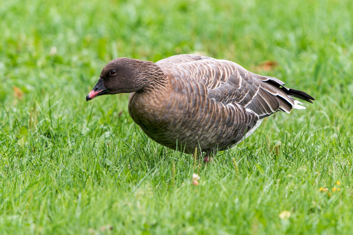 Pink-footed Goose - Tyler Wenzel