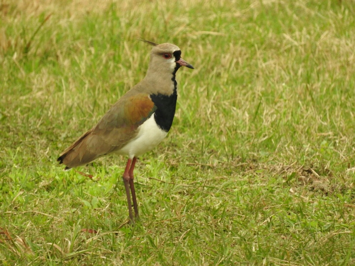 Southern Lapwing - ML623718270