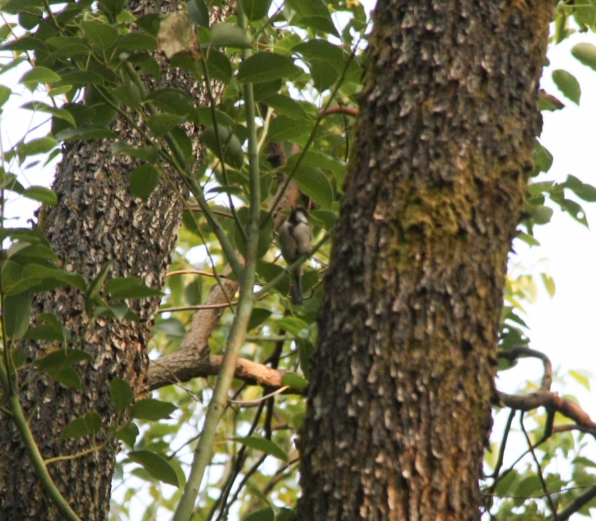 Japanese Tit - ML623718275