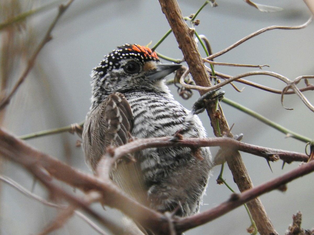 White-barred Piculet - ML623718278