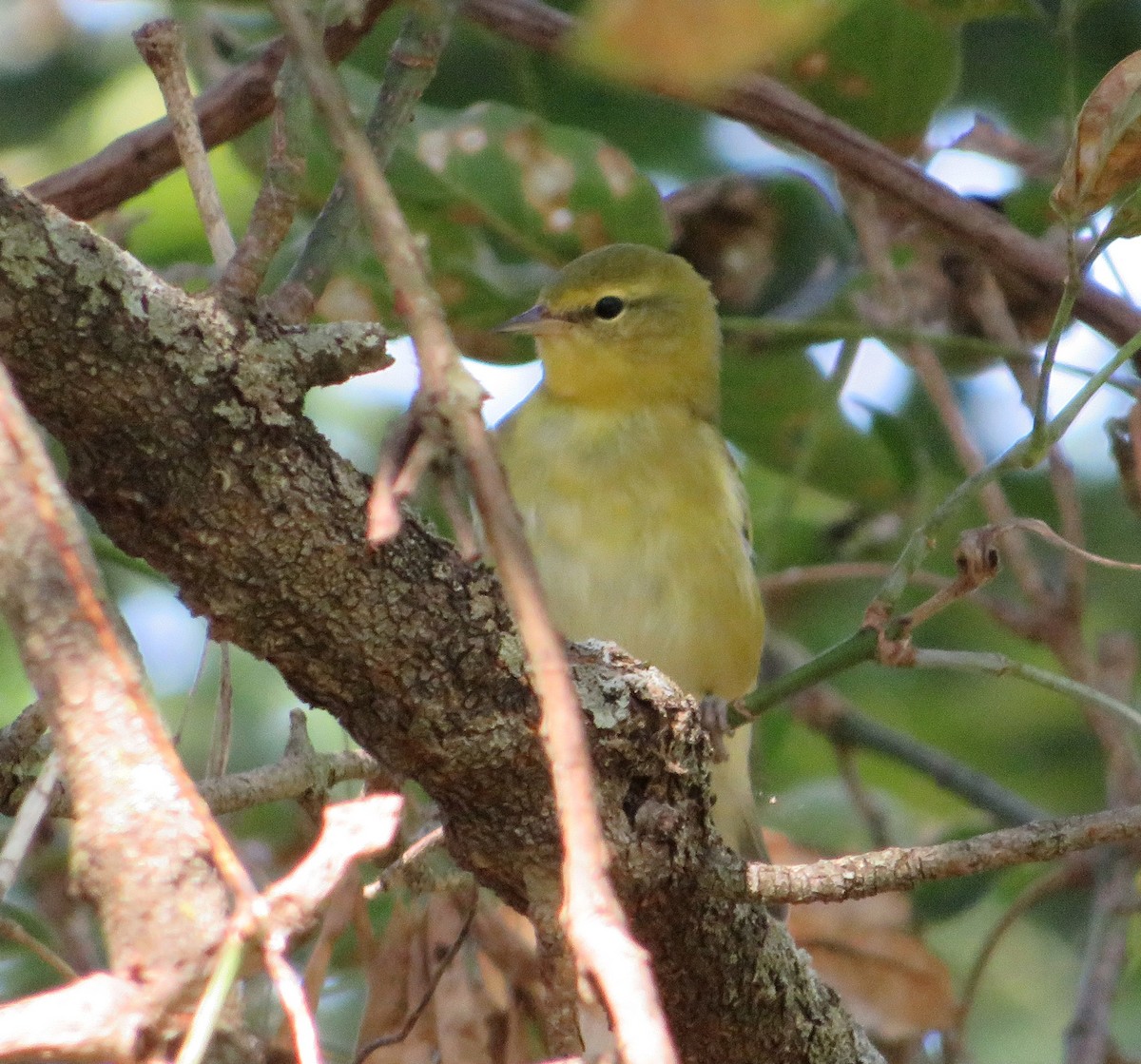 Tennessee Warbler - ML623718293