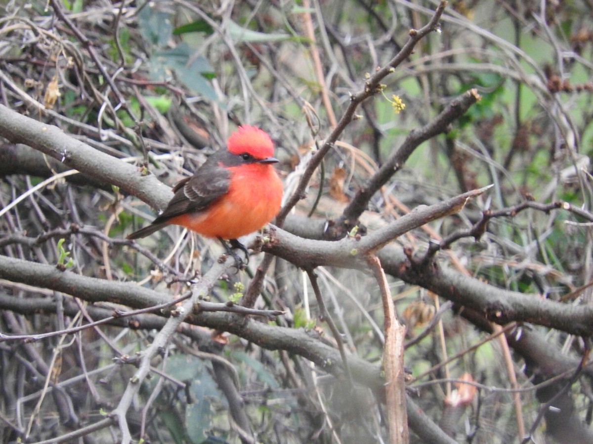 Vermilion Flycatcher - ML623718305