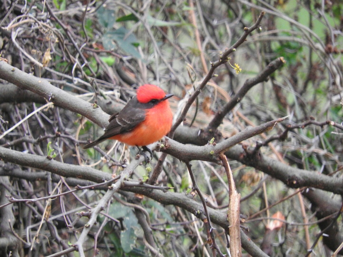 Vermilion Flycatcher - ML623718306