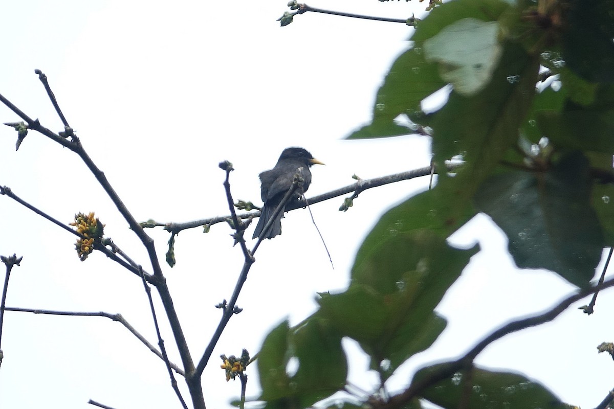 Yellow-billed Nunbird - Daniel Pacheco Osorio