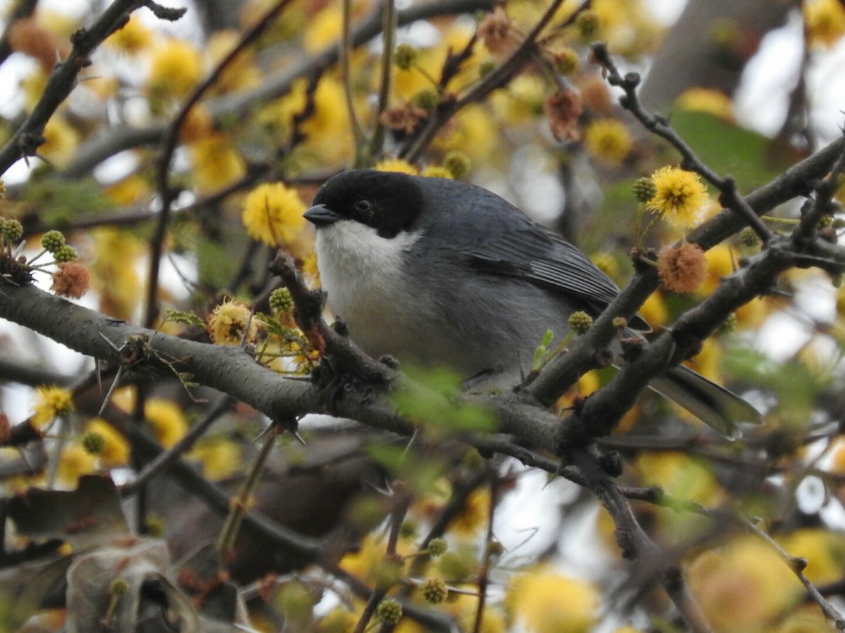 Black-capped Warbling Finch - ML623718328