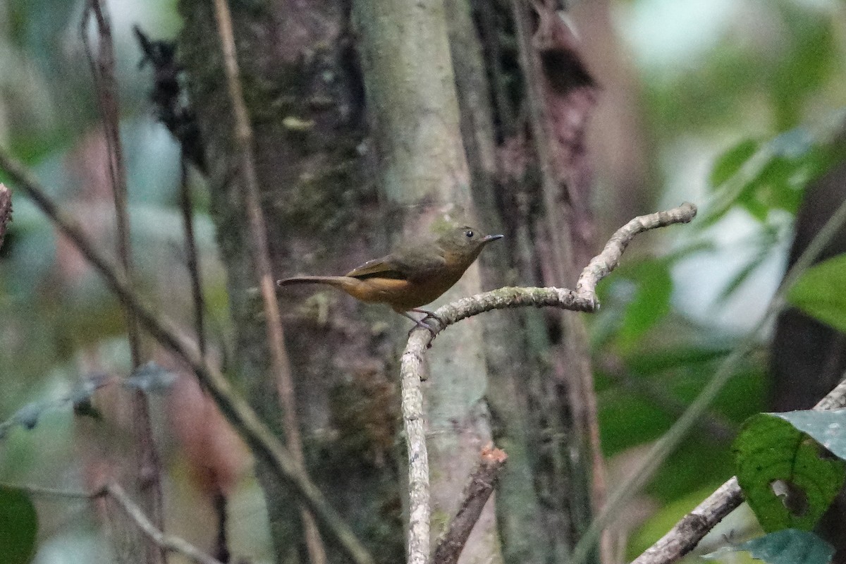 Ochre-bellied Flycatcher - ML623718329