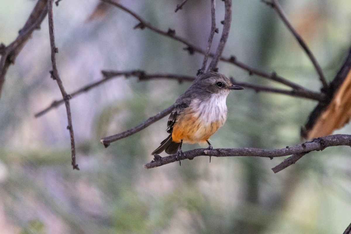 Vermilion Flycatcher - ML623718344