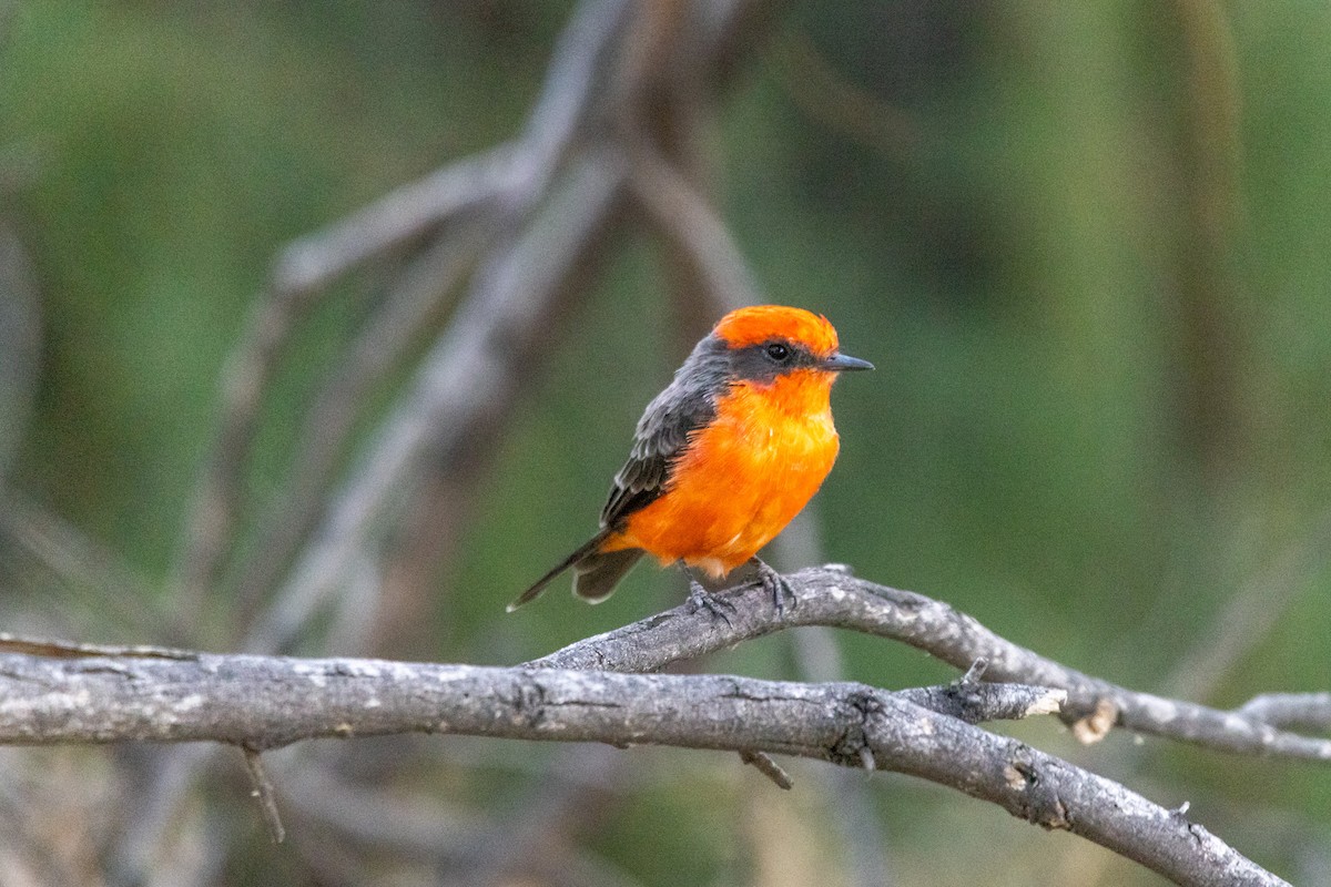 Vermilion Flycatcher - ML623718346