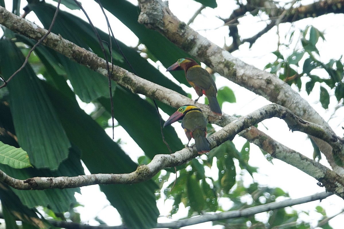 Golden-collared Toucanet - ML623718358