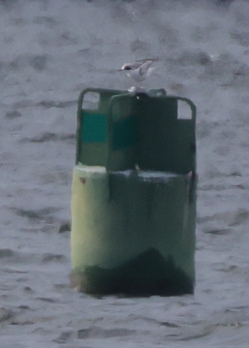 Common Tern - Tim Lenz