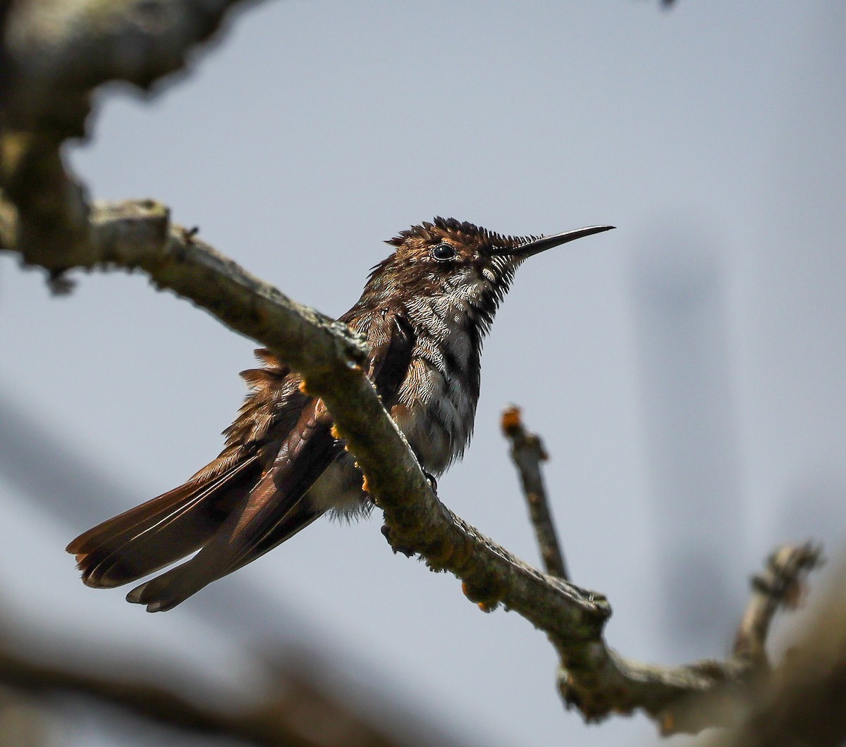 Ruby-topaz Hummingbird - ML623718394