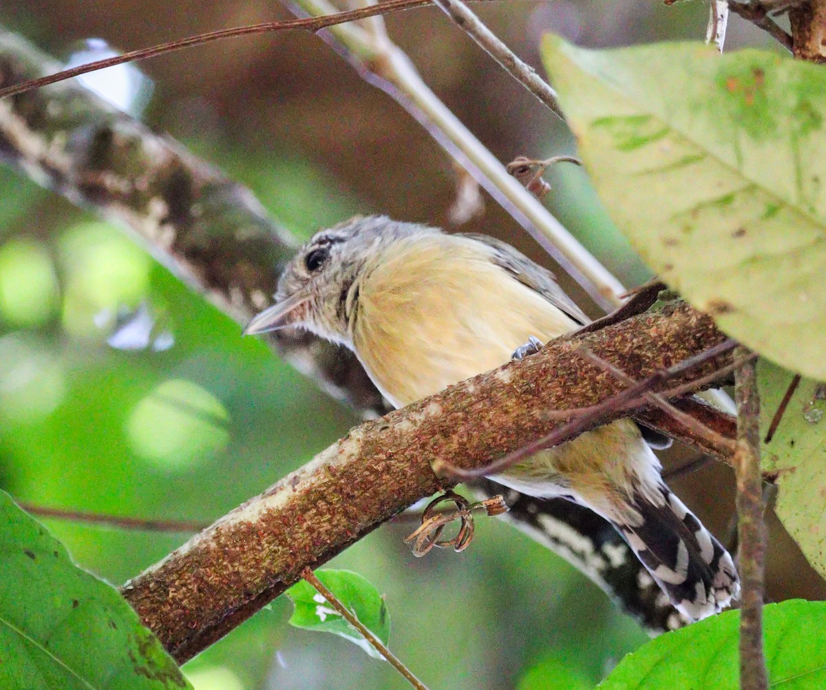 Variable Antshrike - ML623718408