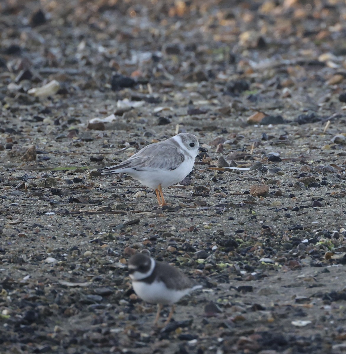 Piping Plover - ML623718409